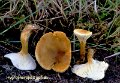 Hygrophoropsis pallida-amf796